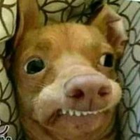 PepitaDobleMoral (@pepitdoblemoral) 's Twitter Profile