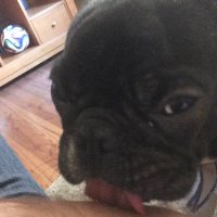 cachorro loco (@cachorr47860056) 's Twitter Profile