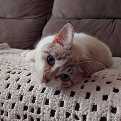 jsufieifjeufiif's profile picture. dona da casa dos meus donos, caçadora nós tempos vagos, exploradora sofás, aventureira por terras desconhecidas em baixo da cama 🐾