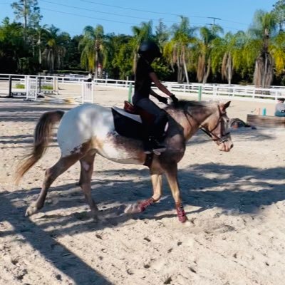 heywithequines's profile picture. Equestrian