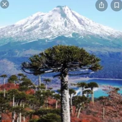 Chilena mapuche. Orgullosa de mi país y de mi pueblo.