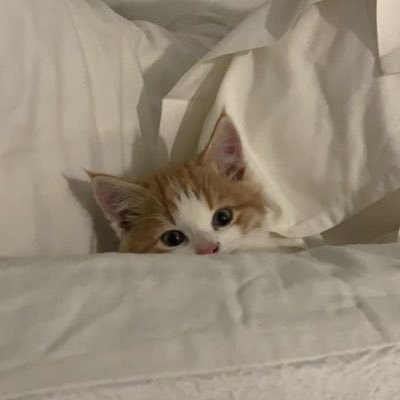 btstomotomo's profile picture. (19)