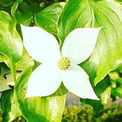 wind_dance99's profile picture. すずき ふうた/推し→犬夜叉の奈落家(神楽・神無・夢幻の白夜・奈落・人見蔭刀等)/MAO/境界のRINNE/めぞん一刻/人魚の森/1ポンドの福音/(うる星とらんまも追いたい)/コナン/金田一少年/ポケモン/※すてきなポストや関わりたい方々にリポスト・いいねさせていただきます！奈落家のミニチュアなど載せてます