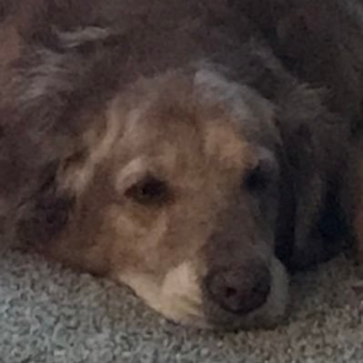 Mom of twins /owned by golden retriever /peace for all