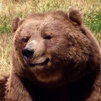 AustinSoligon's profile picture. just a bear that likes the Braves