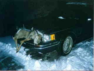 Staginajag's profile picture. 