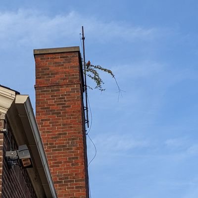 Chimney Bush Evangelist