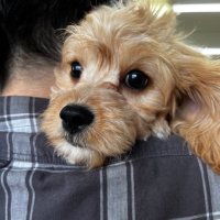 P o o 🍯 (@i_poo_5) 's Twitter Profile