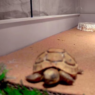 JustOneself's profile picture. ペットのカメ愛をつぶやくアカウント／ギリシャのまんまるちゃん 産まれた月2021.12 飼育開始2022.05〜／ヘルマンのまんじゅうちゃん 産まれた月2022.01 飼育開始2022.06〜／ロシアのみたらしちゃん　産まれた月2022.01 飼育開始2022.11〜