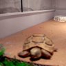 JustOneself's profile picture. ペットのカメ愛をつぶやくアカウント／ギリシャのまんまるちゃん 産まれた月2021.12 飼育開始2022.05〜／ヘルマンのまんじゅうちゃん 産まれた月2022.01 飼育開始2022.06〜／ロシアのみたらしちゃん　産まれた月2022.01 飼育開始2022.11〜
