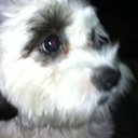 Steven Hafner - @LuckyPuppets - Twitter