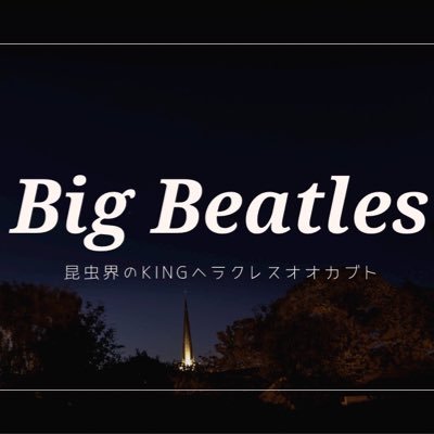 大阪府交野市でヘラクレスオオカブトを中心に様々なカブトムシを繁殖してます😊2023年春に念願の昆虫ショップ、オープンにむけて準備中です！