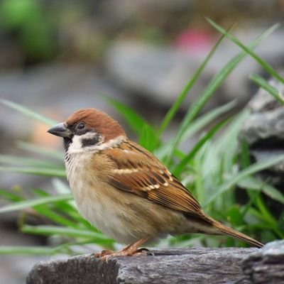 「商売をする上で重要なのは、競争しながらでも道徳を守るということだ(渋沢栄一)」日本経済はこうあるべきです。