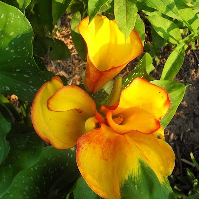 ConnieMarieDGMA's profile picture. 