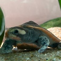 急須(推しに愛を注ぐもの) (@kyusu_dako) Twitter profile photo