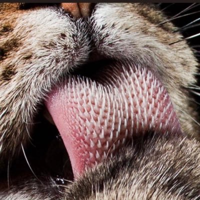 CatTongueRS's profile picture. Pogress and achievements.