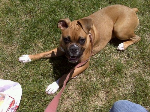 DLobacz's profile picture. 