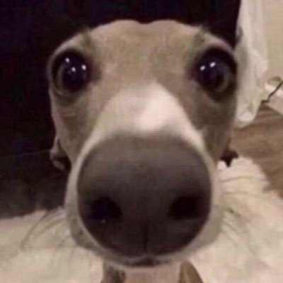 hopelessclit's profile picture. shut up