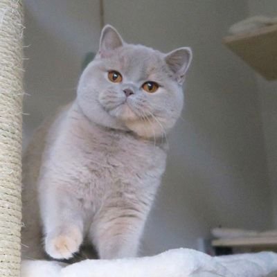 Blink2567's profile picture. Admin of promotion page with 34k-1.2M followers. Dm me for inquiries 📩

Work with @inddais and @CriptoFastTrade