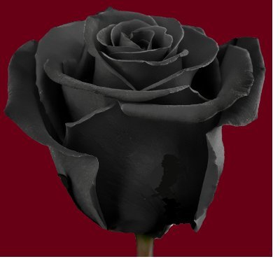 I am the author of an exciting generational trilogy, Obsidian Rose in the fantasy genre, with book 1 called A King's Immolation.