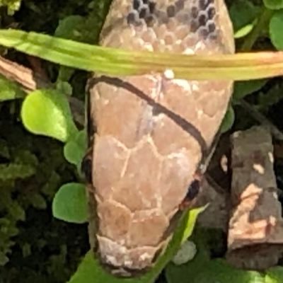 Pythongakusyuyo's profile picture. Python学習用