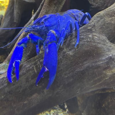 経験ゼロから始めて3年間1日1枚投稿を達成。デジタル作品はpixivへ。https://t.co/CjSA6vNhRZ ※FAはご本人様に限り、御利用ご自由に。 最近爆誕したうちの子用のFAタグ #座敷FAらし