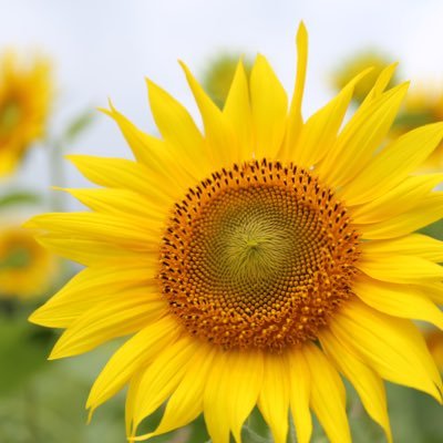 hama_mike810's profile picture. ワカサギ釣りシーズン終了！ビルダー濱次期シーズンへ向けて！バス釣りVARIVAS推し、DAIWA推し、MANAMIちゃん・魁ちゃん・sayuta・村民こだま・ DEFROCK・hy4_4yh・ユニカインパクト・郡山音楽の日・バイクは所有欲⚡️実はBASS弾き、中2レベル、楽器好き