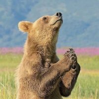 Ours hardi 🧸🕊☮️ (@eric_242t) 's Twitter Profile