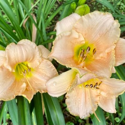 B_Rawli3's profile picture. 