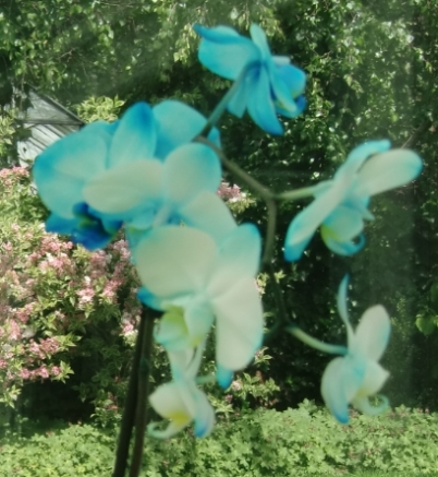 BUNTundLAUT's profile picture. Ich mag Orchideen und gute Musik