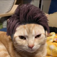 ちゃちゃまる (@chamarutenten) 's Twitter Profile Photo ちゃちゃまる (@chamarutenten) 's Twitter Profile Photo