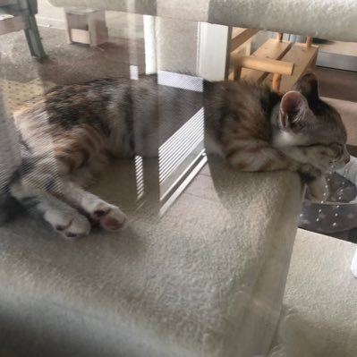 𝙉𝘼𝙍𝘼🇯🇵 𝗆𝗒 𝖿𝖺𝗆𝗂𝗅𝗒→🐕犬♂(’95〜′11.3.6🌈) 🐈‍⬛猫たち♀(′00〜’14.11.24🌈) ♂(′05〜'23.8.15🌈) ♀(′05〜′20.9.12🌈) ♀(′05〜'24.8.22🌈) 🌏💞 #保護猫 #保護犬