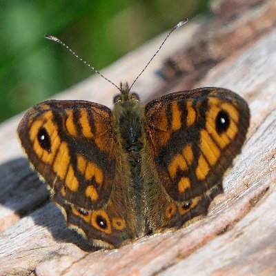 Gardener, Grannie (Frances April), BTO, YWT, BCY & RSPB volunteer, editor of Butterfly Conservation Yorkshire Branch newsletter & Annual Lepidoptera Report.