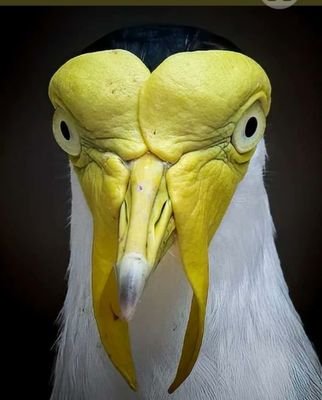 FreeWillPeach's profile picture. I don't always wear pants, but when I do, they're random.