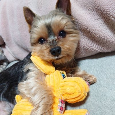 Niya＊さんのプロフィール画像
