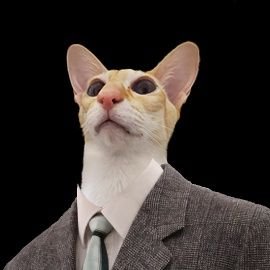 chaeminjuwon's profile picture. boss cat