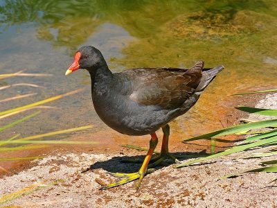 Geoff the Moorhen