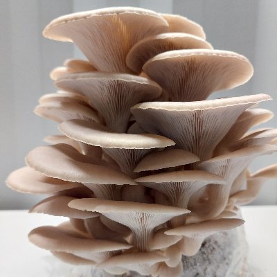 Southwest Mushroom Farm Western Australia
https://t.co/hOZZVlGorT