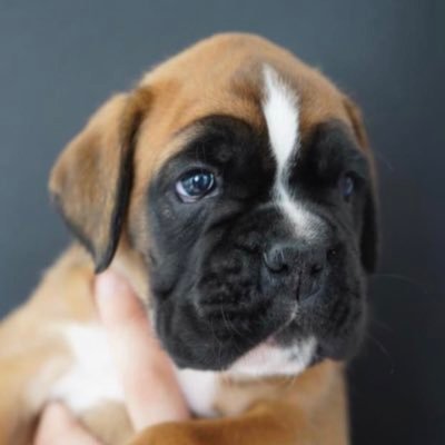 Animal health tweets, Canine Social Media Guru, pet, #boxer #iPet and First bilingual influencer