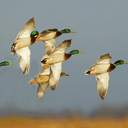 Charley Pratt - @wackandstack - Twitter