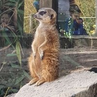 CryptoMomo (@cryptomorice) 's Twitter Profile