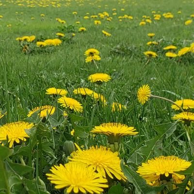 CYvsb7hZ5TrcsPL's profile picture. 