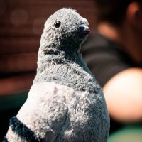 Wake Forest Pigeon (@wf_pigeon) 's Twitter Profile