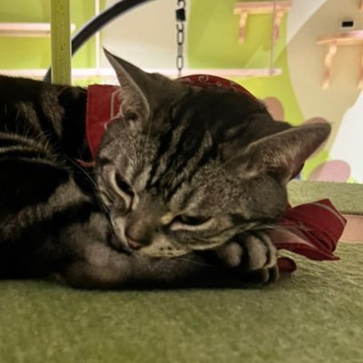 成人済腐/🐈‍⬛🐈/⭐️❗️/小話を投稿したく始めました。無言フォロー、いいね失礼します。
