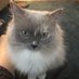 Elaine Hamilton (@elaineh79133996) Twitter profile photo Elaine Hamilton (@elaineh79133996) Twitter profile photo