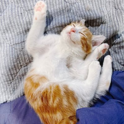 genmai123456's profile picture. 記録  自由になりたい。