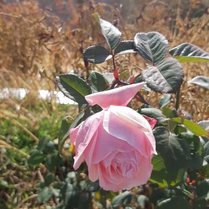 گاهی برای حرف زدن هم مجال نیست / شاید سکوت آورد آن التیام را