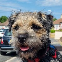 Nipper_BorderTerrier(@Nipper_BT) 's Twitter Profile Photo