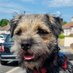 Nipper_BorderTerrier (@Nipper_BT) Twitter profile photo