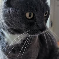 Pekka Peltosalmi (@peksi100) 's Twitter Profile Photo